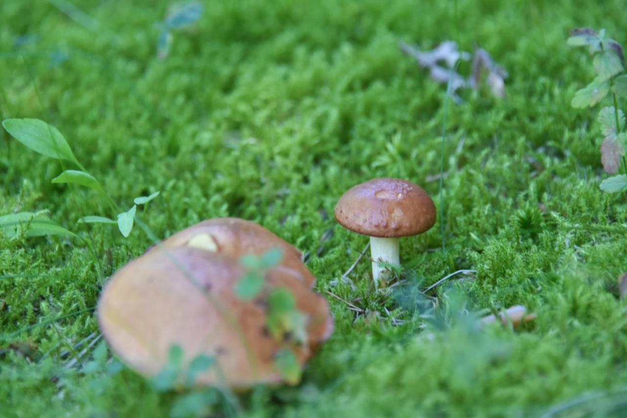 Vila Tauragnas Seimatis Buitenkant foto